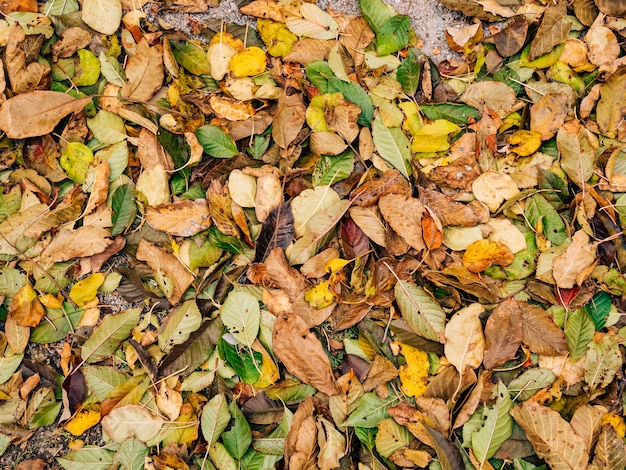 地面に落ちた黄色い落ち葉の紅葉の質感