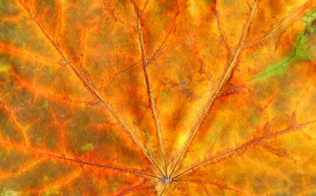 Texture background autumn leaf. Fall foliage texture