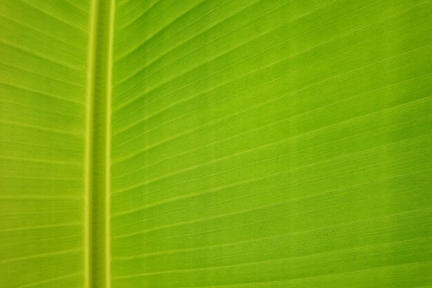 Texture background of backlight fresh green banana Leaf