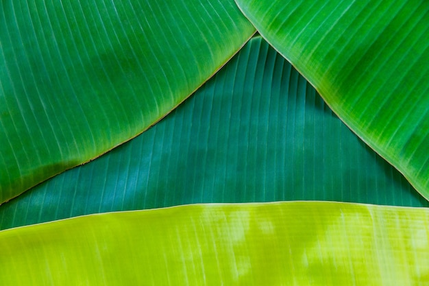 Texture background of backlight fresh green leaf