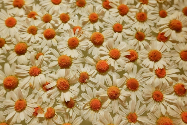 texture background flowers chamomile white top view summer daisy