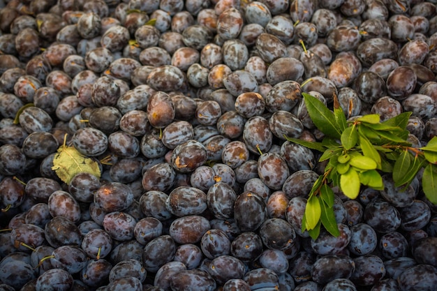 Photo texture background of fresh blue plums as fruit image