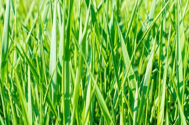 texture background green grass