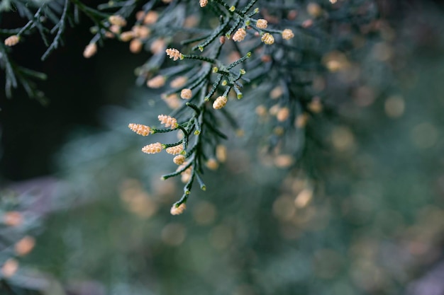 Texture and background of the leaves of a flowering cypress tree in spring