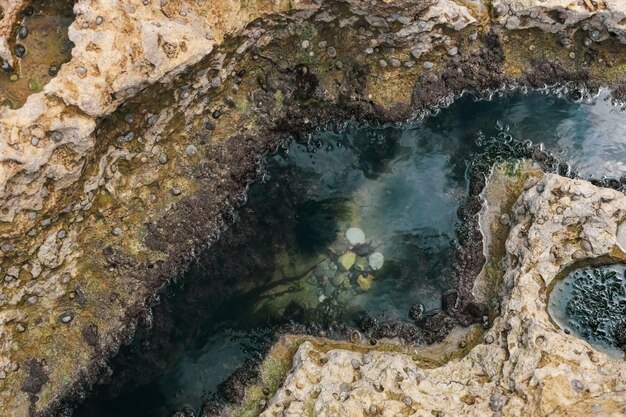 水と貝殻を持つ自然の岩のテクスチャ背景