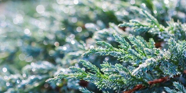 texture background pattern of evergreen juniper with rain drops bokeh with light reflection
