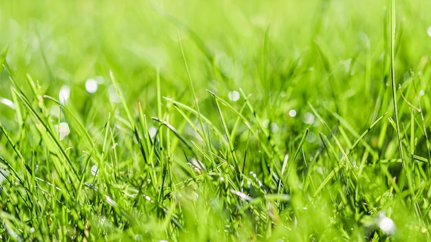 Texture background pattern of green grass Bokeh with light reflection