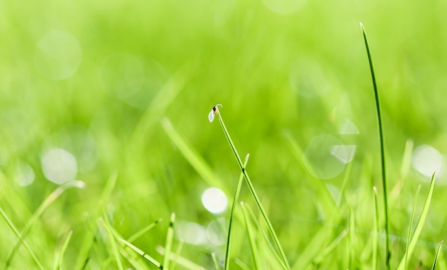 Texture background pattern of green grass with an insect Bokeh with light reflection