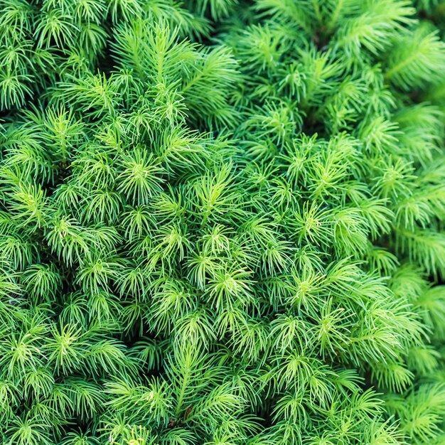 Texture background pattern of green sprouts of decorative coniferous Canadian glauca Conica spruce