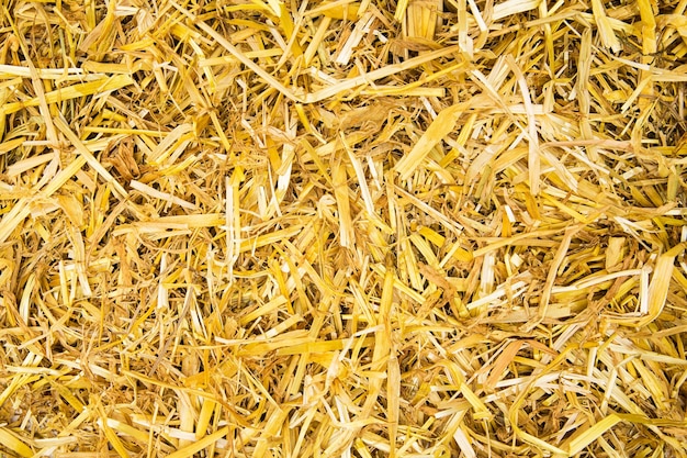 A texture background pattern of straw. Taken in Studio with a 5D mark III.