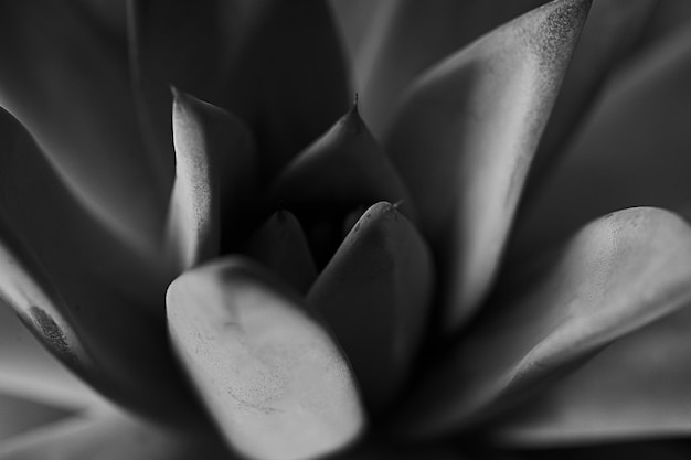 Texture or background very colorful succulents in macro photography black and white image
