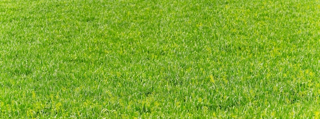 テクスチャ、緑の草の背景。野原の緑の草