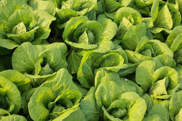 Texture background with green leaves of young lettuce