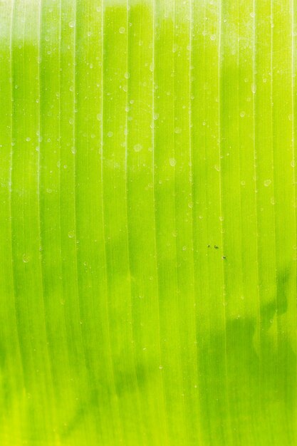 Photo the texture of banana leaf