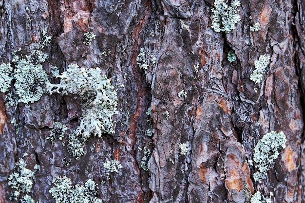 The texture of the bark of a coniferous tree with heaps of moss Background and texture