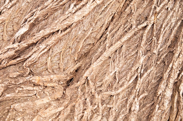 Texture of the bark of a deciduous tree The background is wooden