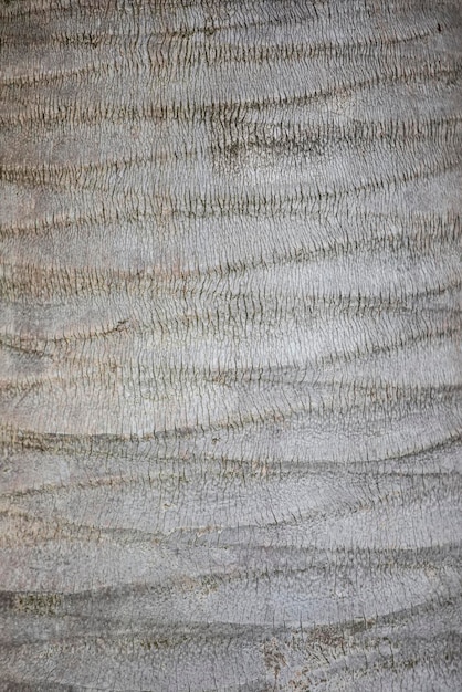 The texture of the bark of a gray coconut tree Tropical tree bark