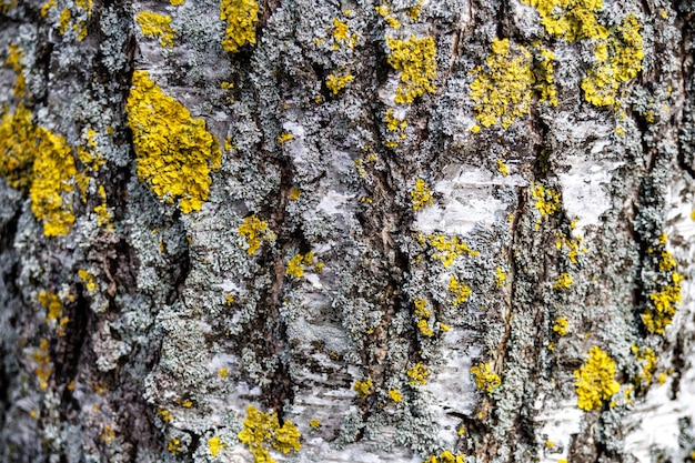 Foto testura della corteccia di una vecchia betulla con muschio