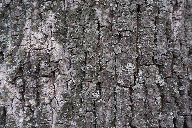 Texture of the bark of an old oak closeup