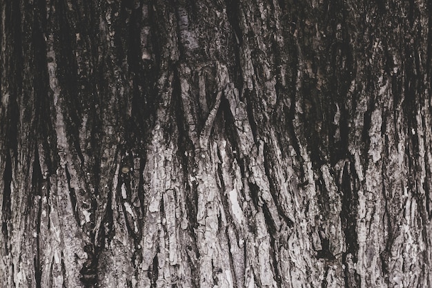 The texture of the bark of an old tree, the background of the bulk structure of the tree.