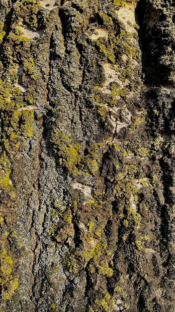 Texture of the bark of an old tree covered with green moss. Good background.