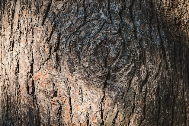 Texture of the bark of a pine tree