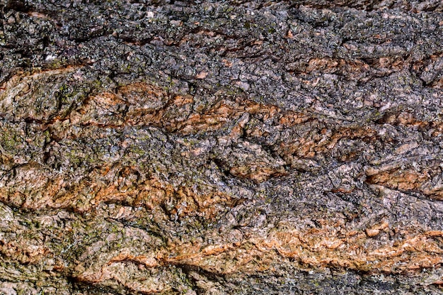 The texture of the bark of a tree. Wood. Wood texture. Wood bark.