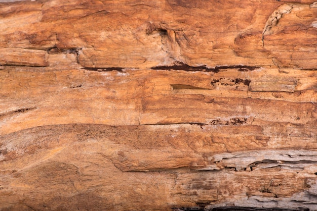 Texture of bark wood use as natural background.