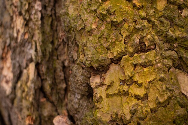 Texture of bark wood use as natural background