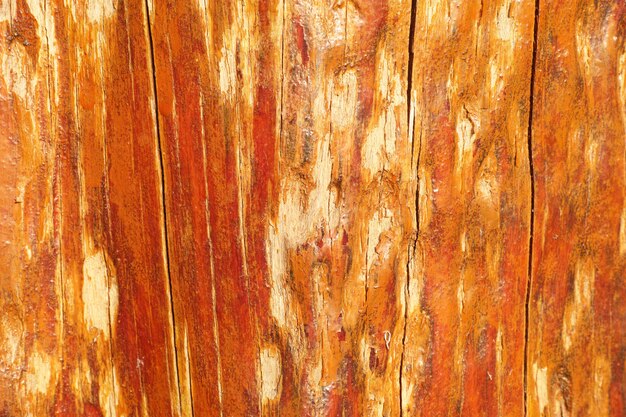 Texture of bark wood use as natural background