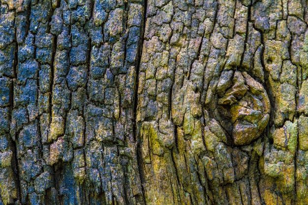 Texture of bark wood