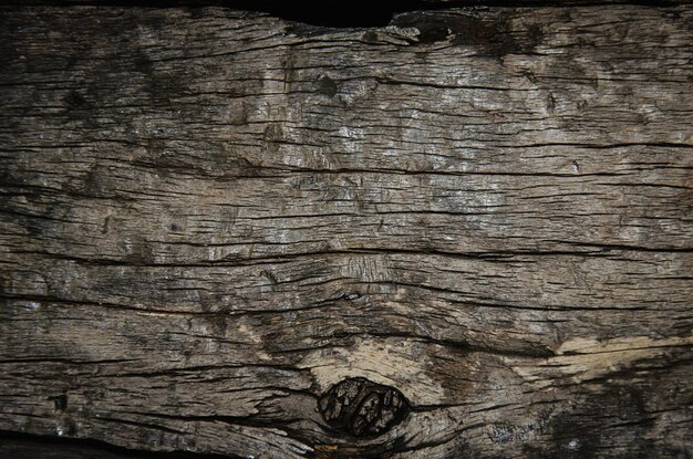 Texture of bark wood