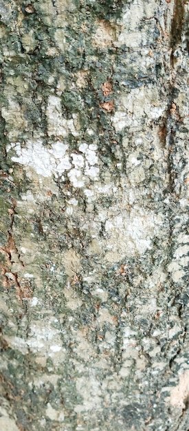 The texture of the bark