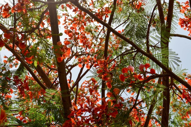 Texture of a beautiful Delonix plant tree with red unusual flowers with petals and fresh leaves