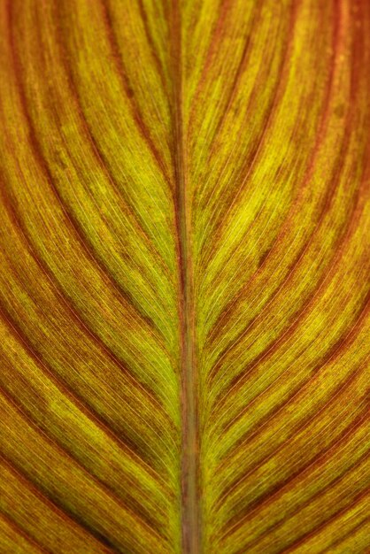 Texture of beautiful palm leaf