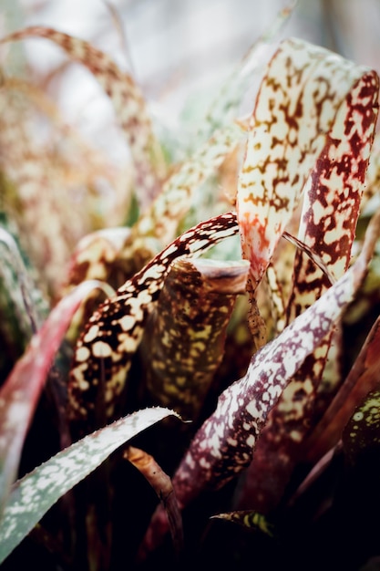 Texture of beautiful speckled leaves close up