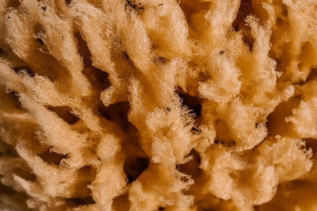 Texture of beige natural sea natural sponge closeup