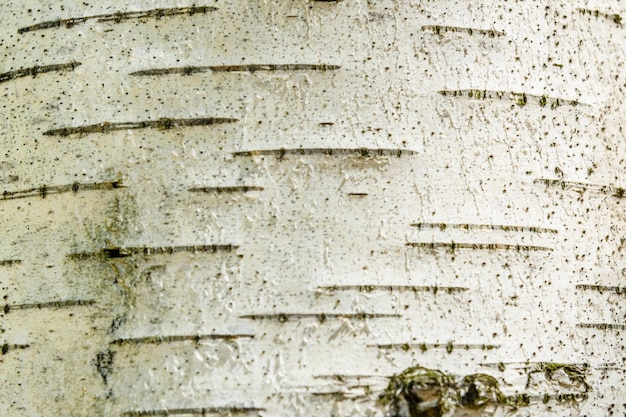 Texture of birch bark for the background