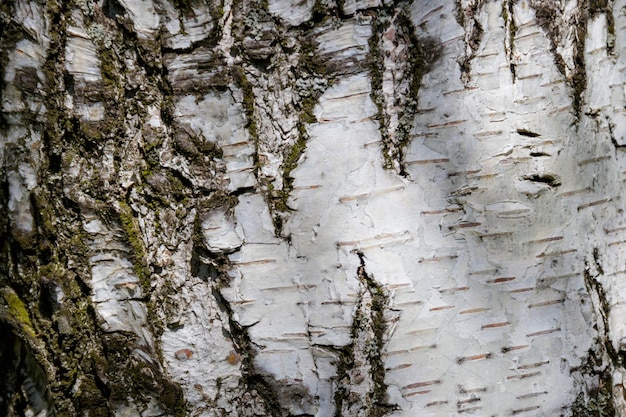 Texture della corteccia di betulla. sfondo di corteccia d'albero