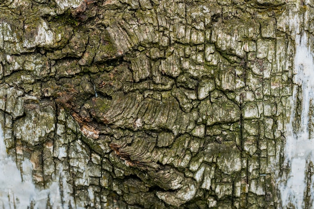 Texture of birch bark.