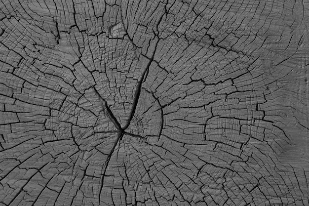 texture of black wood cross section of the tree