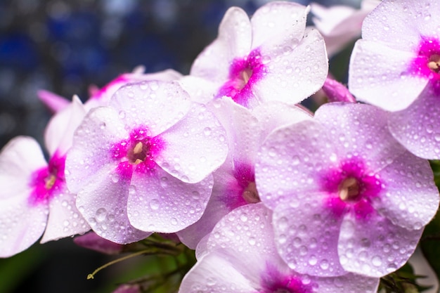 Texture blooming phlox subulata wildflower. 