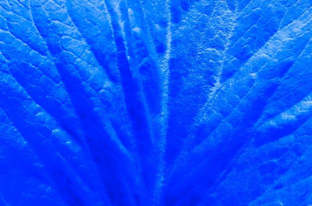 Texture of a blue leaf of a plant closeup The perfect backdrop for your presentation