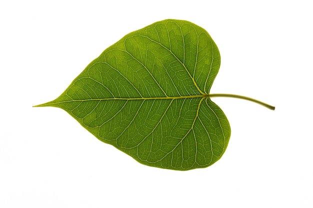 Photo texture of a bodhi leaves on a white background.