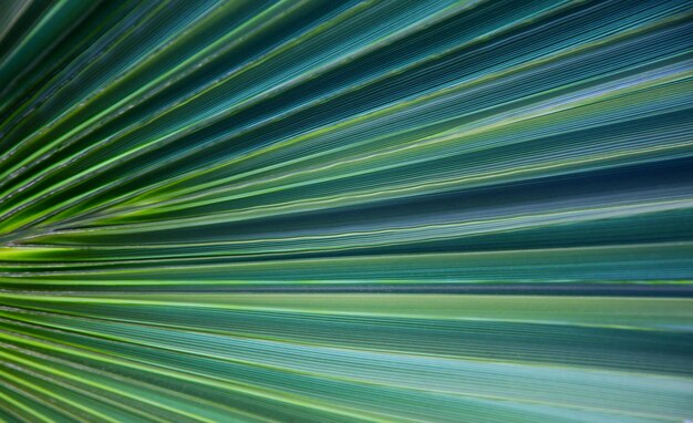 Texture of bright green tropical leaves summer vegetative background natural summer and spring background copy space