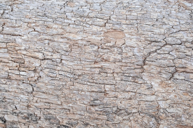 texture of the brown bark of a tree