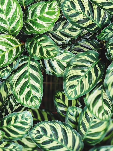 Foto la consistenza della foglia di calathea