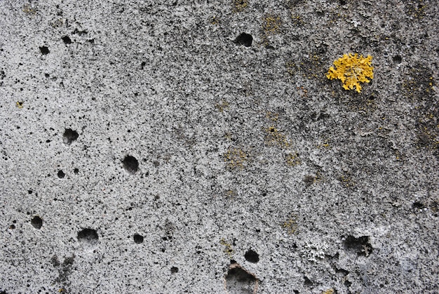 Calcestruzzo di struttura. vecchio calcestruzzo calcestruzzo bagnato, cresciuto in muschio