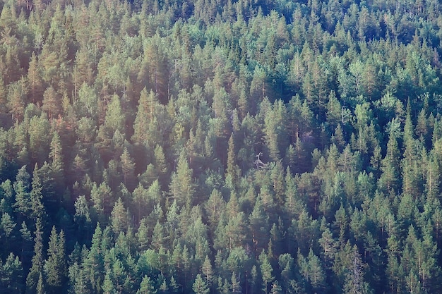 texture coniferous forest top view / landscape green forest, taiga peaks of fir trees