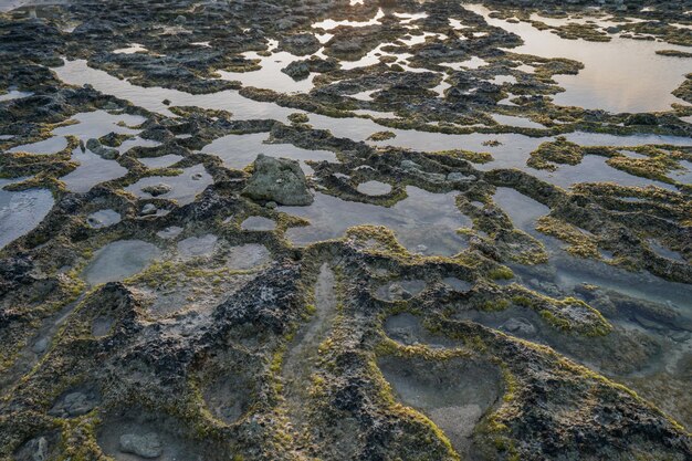 texture of coral and marine plants